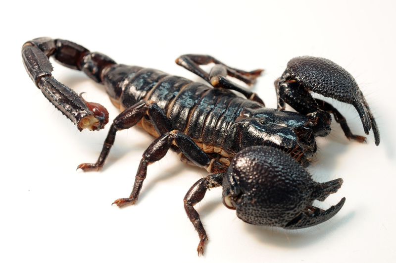 The emperor scorpion, one of the largest scorpions on the planet. Image: Wikimedia